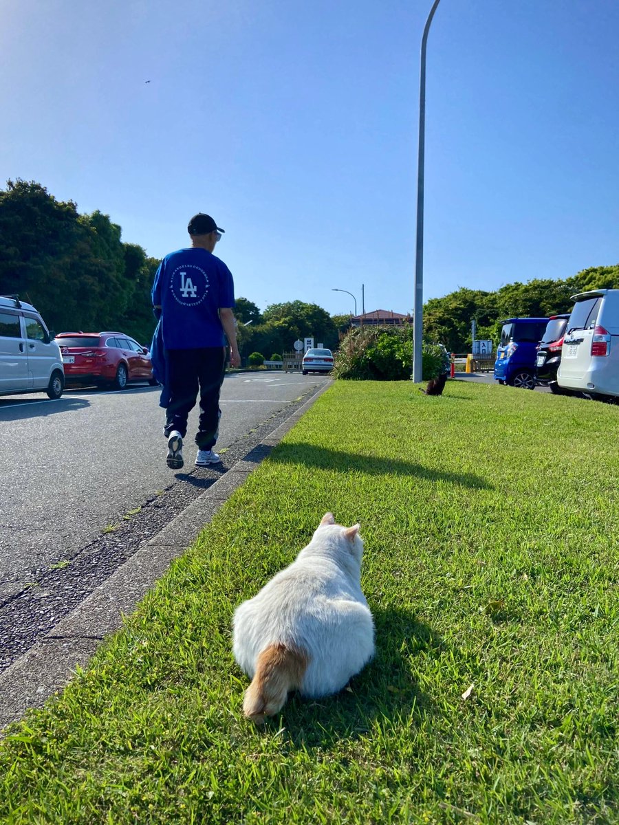 HitendraSRao1's tweet photo. 青空の下を歩いていたら、かわいい出会いに足を止められた。🐈☀️
予定通りに進まない日ほど、思いがけない幸せに出会えるのかも。#猫のいる風景 #散歩日和 #小さな幸せ https://t.co/XGcRai8Sdk