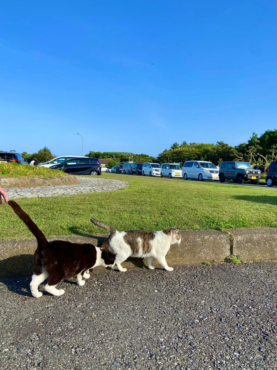 HitendraSRao1's tweet photo. 青空の下を歩いていたら、かわいい出会いに足を止められた。🐈☀️
予定通りに進まない日ほど、思いがけない幸せに出会えるのかも。#猫のいる風景 #散歩日和 #小さな幸せ https://t.co/XGcRai8Sdk