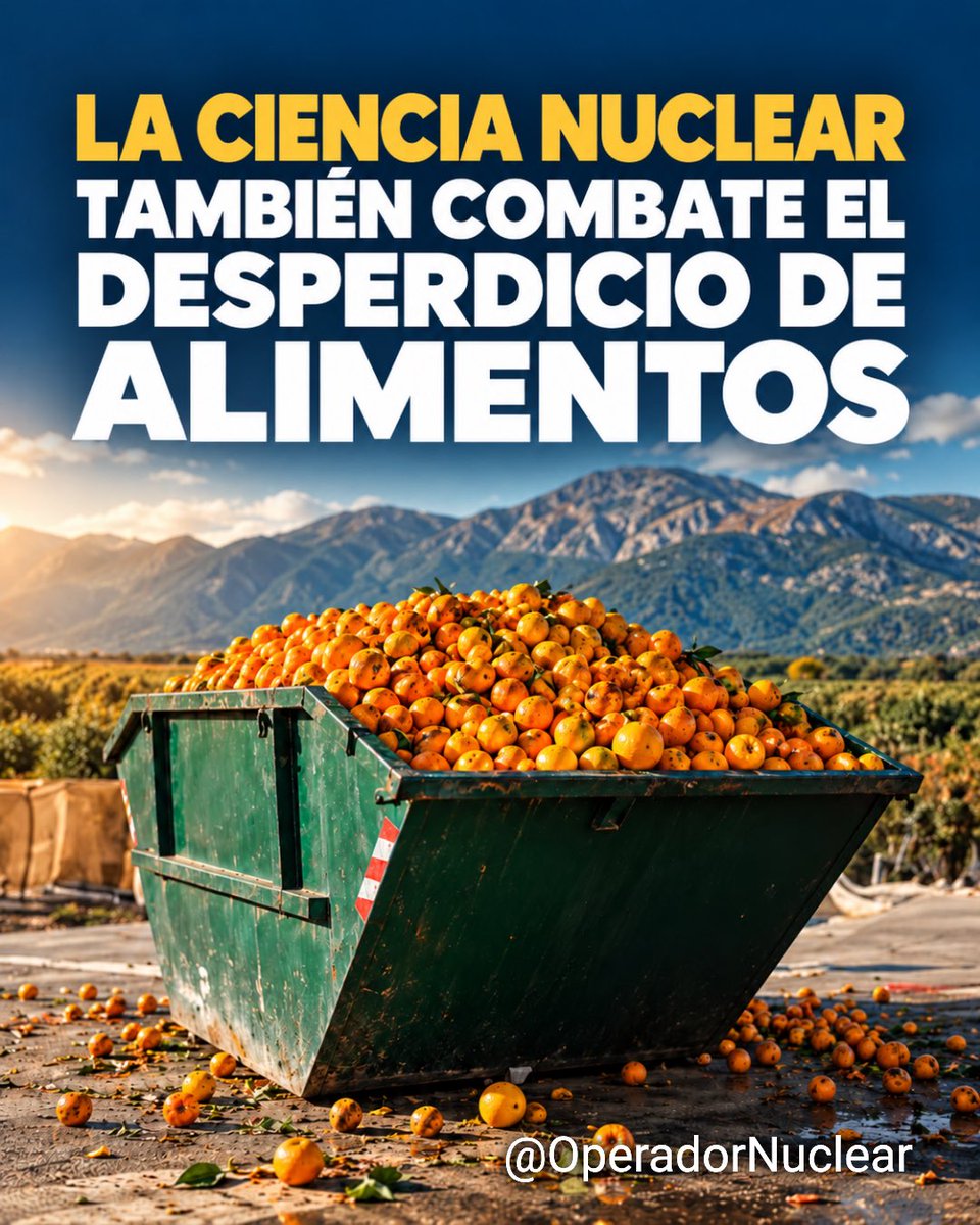 OperadorNuclear's tweet photo. Cada año se desperdician cerca de 1.000 millones de toneladas de alimentos en el mundo. Además, un 13,2 % se pierde antes incluso de llegar al comercio minorista y otro 19 % se desperdicia en tiendas y hogares. Detrás de esas cifras hay alimentos, agua, energía, suelo y trabajo desaprovechados.

La ciencia nuclear ofrece herramientas muy concretas para reducir esas pérdidas.

La irradiación de alimentos, utilizando rayos gamma, rayos X o haces de electrones, permite eliminar microorganismos y plagas y prolongar su conservación sin convertir el alimento en radiactivo. En productos como las fresas refrigeradas puede alargar su vida útil hasta siete días, reduciendo pérdidas durante el almacenamiento y el transporte.

Las técnicas nucleares e isotópicas también permiten detectar contaminantes, residuos y adulteraciones con gran precisión, mejorando la seguridad alimentaria y evitando que productos aptos para el consumo sean descartados innecesariamente.

Mediante la inducción de mutaciones con radiación se desarrollan variedades vegetales más resistentes a enfermedades, sequías, salinidad y otros efectos climáticos, reduciendo las pérdidas directamente en el campo.

Otra aplicación fascinante es la técnica del insecto estéril. Se esterilizan insectos mediante radiación y se liberan para que se apareen con poblaciones silvestres. Al no producir descendencia, la plaga disminuye progresivamente sin necesidad de recurrir masivamente a insecticidas.

Incluso el comercio internacional se beneficia: las técnicas isotópicas ayudan a verificar rápidamente el origen, la autenticidad y la composición de los alimentos, reduciendo retrasos en las fronteras que pueden terminar convirtiéndose en toneladas de productos estropeados.

Todo ello forma parte del trabajo conjunto de la @FAO y la @IAEAorg, reforzado actualmente mediante la iniciativa #Atoms4Food.

La energía nuclear produce electricidad. Las ciencias nucleares hacen mucho más: también ayudan a producir más alimentos, protegerlos mejor y desperdiciar menos.

https://t.co/Ry1UJZPG6E