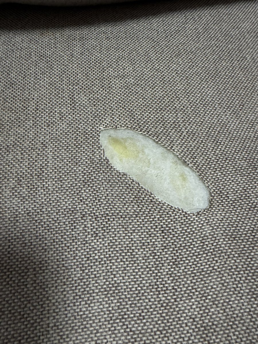 33875jbk's tweet photo. ソファにヘアアイロンを放置したせいで穴が空いたので、穿孔周囲をトリミングしました。これより、ソファ底面より生地を採取し、生地移植術を始めます。よろしくお願いします。 https://t.co/2cPLFlWlBF