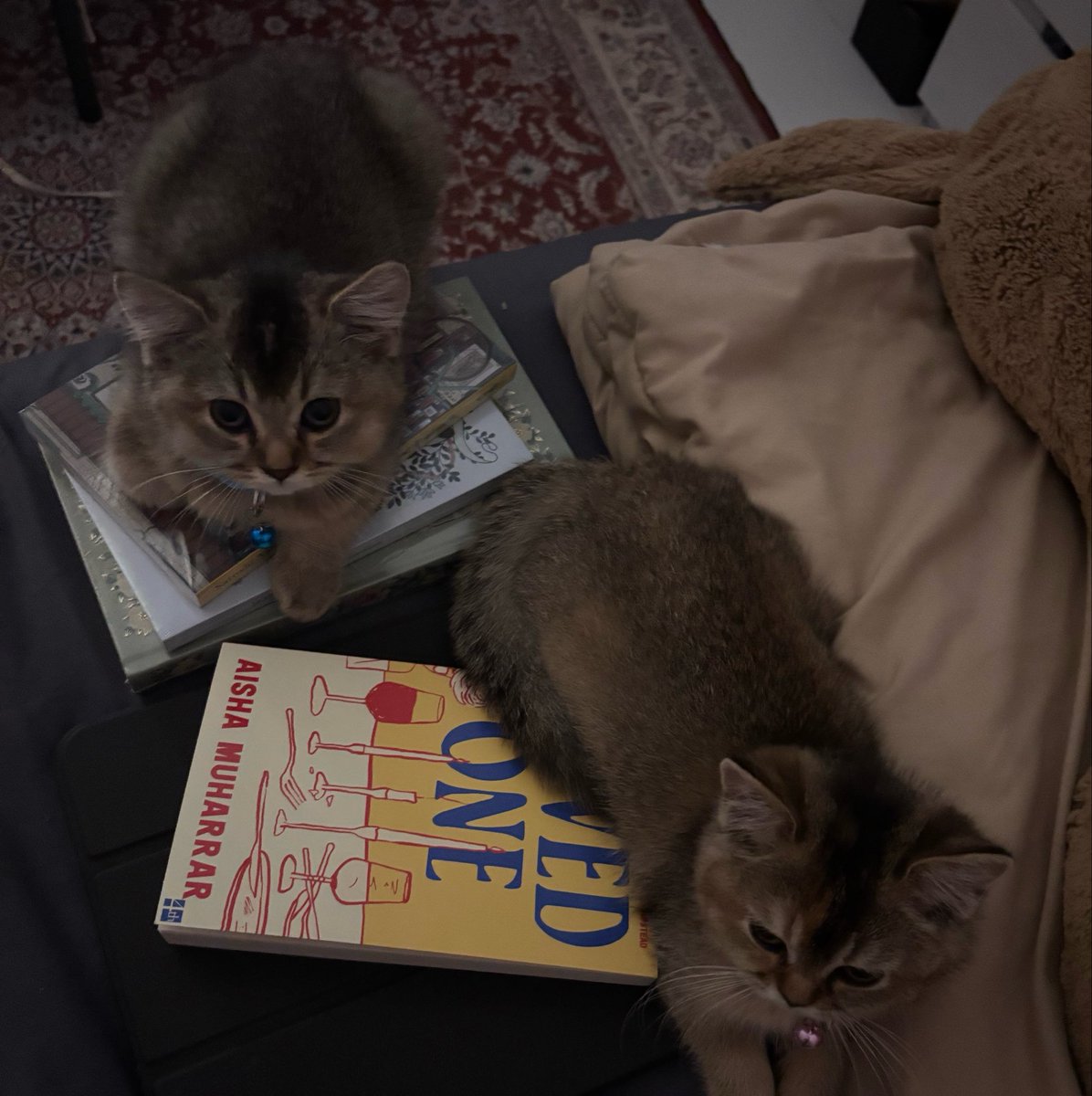 evnsoleille's tweet photo. mau jadi kutu buku ya? https://t.co/TEoQUdOmRl