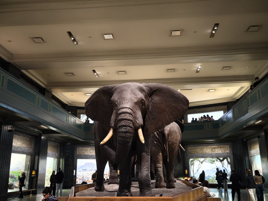 ioyrdkele's tweet photo. Three hours aren't enough to fully explore the Natural Science Museum.🙃 https://t.co/B21a50Eztu