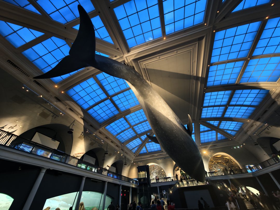ioyrdkele's tweet photo. Three hours aren't enough to fully explore the Natural Science Museum.🙃 https://t.co/B21a50Eztu