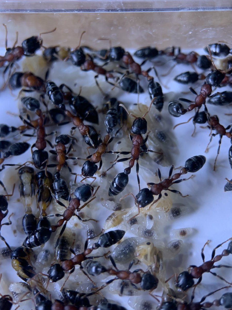 ant_museum1911's tweet photo. 蟻道にお持ちする予定のアリその2

うちではかなり久々の
ムネアカナガフシです！

バッチリ調子が良いです！ https://t.co/U9ZmWeyd7R