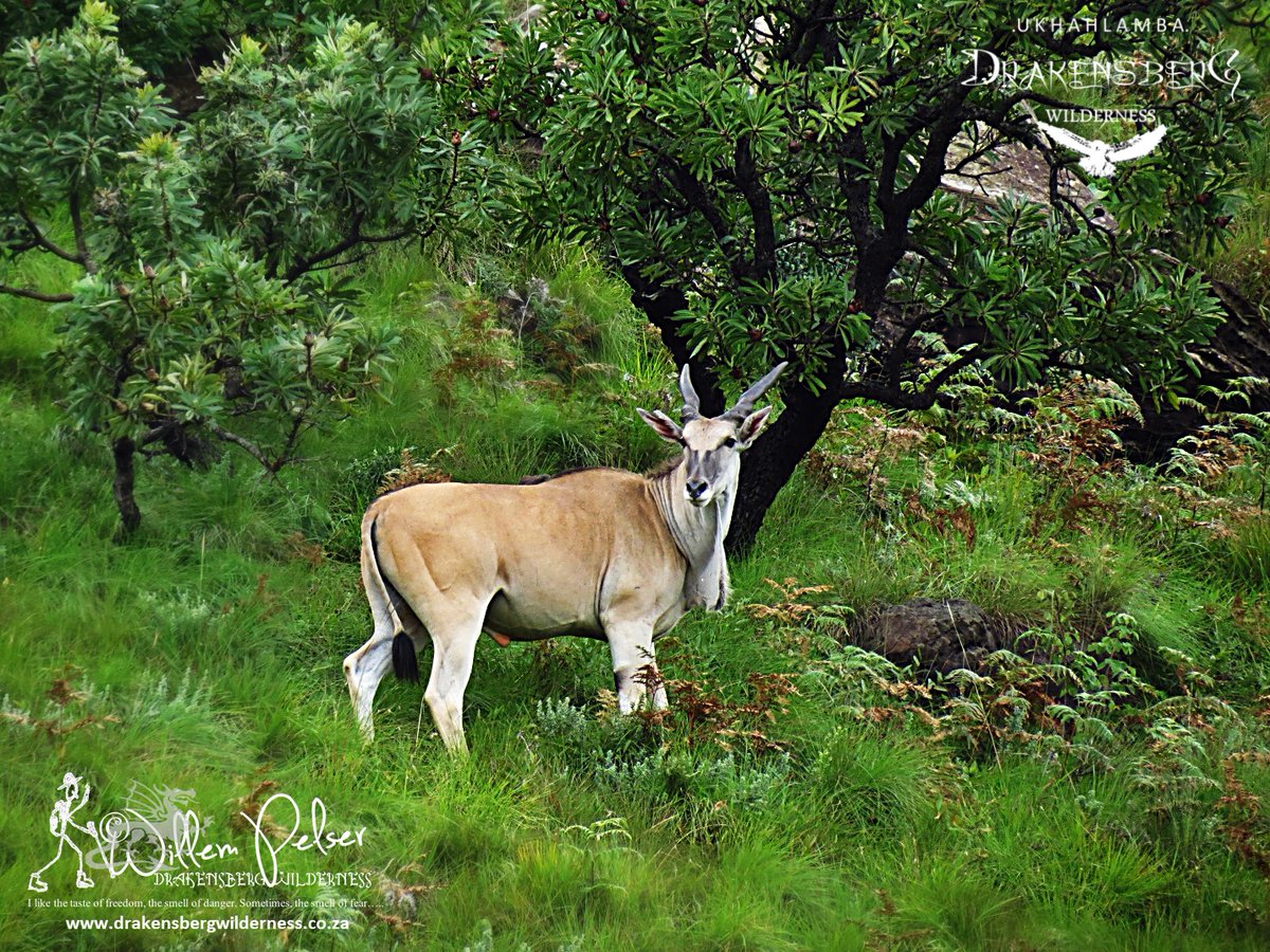 SamtashTwo's tweet photo. Resident of the KZN Drakensberg Wilderness - wild and free.............. https://t.co/06mXFUJPVa