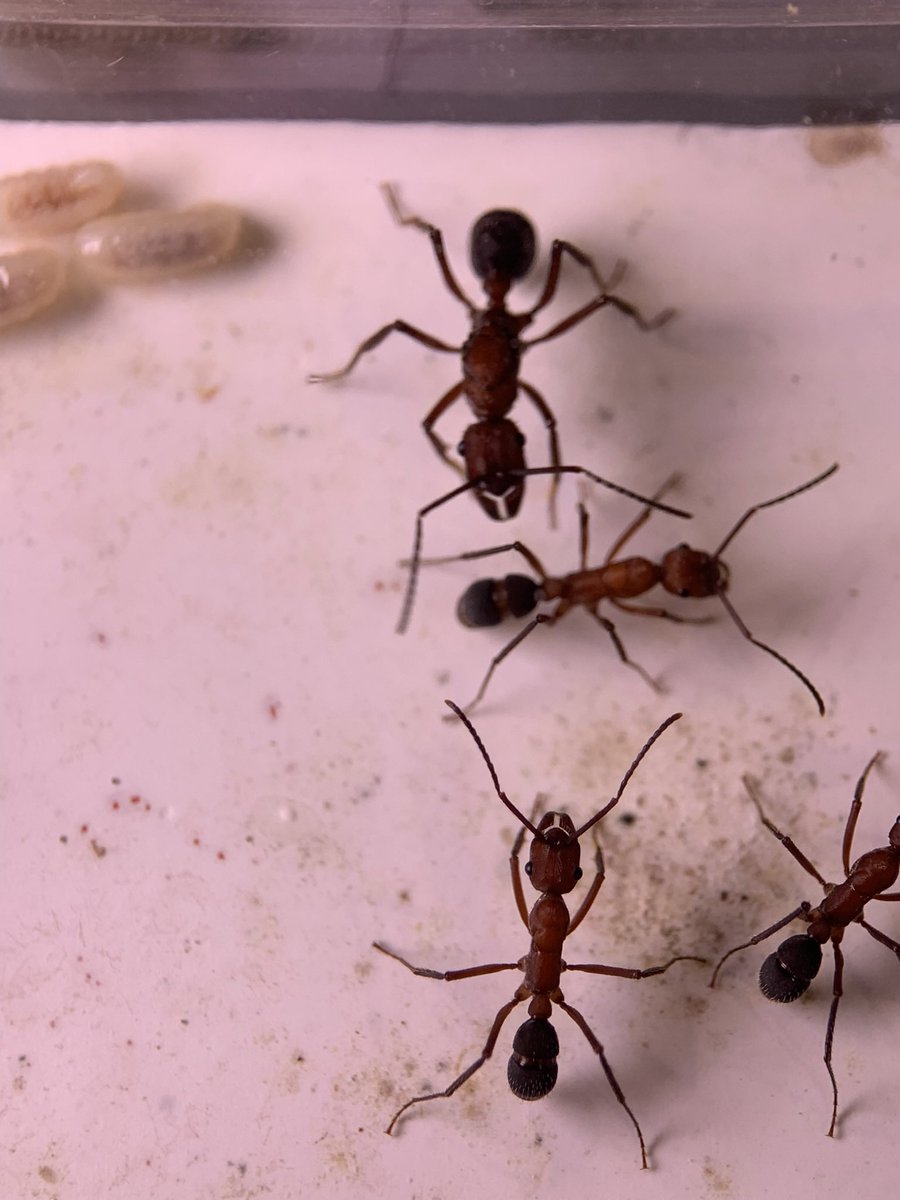 ant_museum1911's tweet photo. 蟻道にお持ちする予定のアリその1

先日もポストした赤いデコメハリアリです！

卵も沢山ある調子の良いコロニーです！

(その1なのに投稿し忘れてました💦) https://t.co/6ocENPJvG3