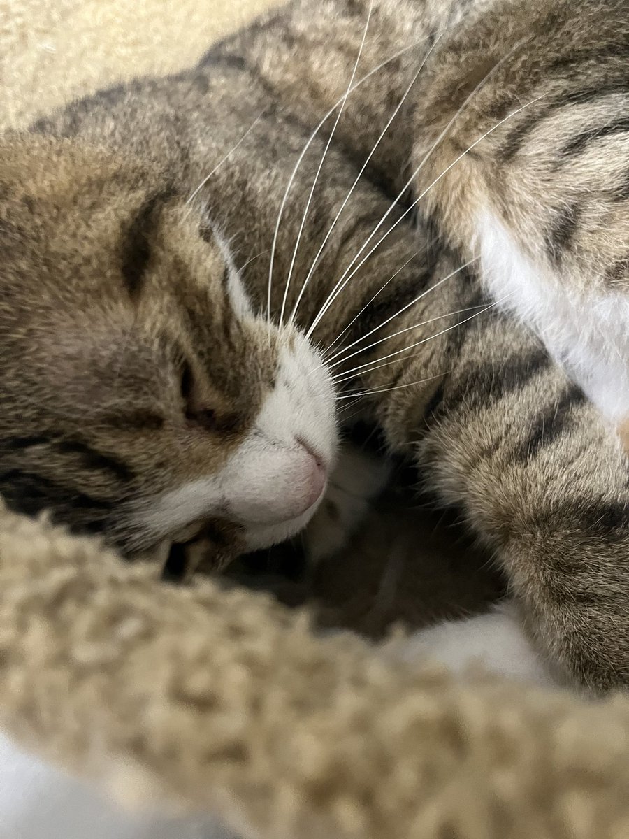 7toki634's tweet photo. #猫のいる暮らし https://t.co/BN6OM3qLsu