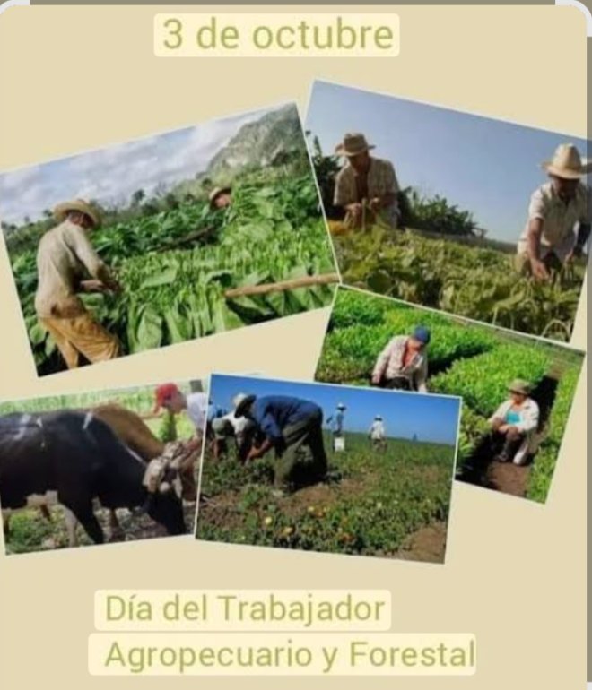DtraBueno's tweet photo. El 3 de octubre se celebra en Cuba el Día del Trabajador Agropecuario y Forestal. La efeméride fue instituida en 1977 por el II Congreso del Sindicato Agropecuario, pero conmemora un hecho ocurrido el 3 de octubre de 1963: la promulgación de la Segunda Ley de Reforma Agraria. https://t.co/xgfPDW4JDI
