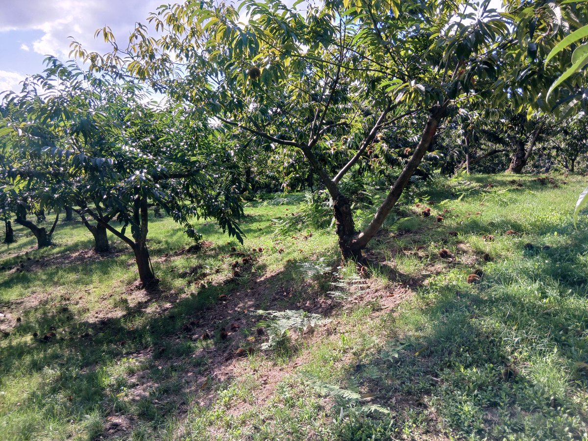 annakasatoshi's tweet photo. 昨日、 #石川県  #穴水町 に仕事の為、来てました。
作業は #栗 収穫。
一見すると日当たりがよく、良い栗が収穫出来そうに見えても、同じ世話をしても、あまり収穫出来ない #費用対効果 の低い土地というものがある模様。
良い栗を得るには、木を育てる土地選びも重要なのだな…と改めて感じた次第。 https://t.co/ZQy7B9Ez8d