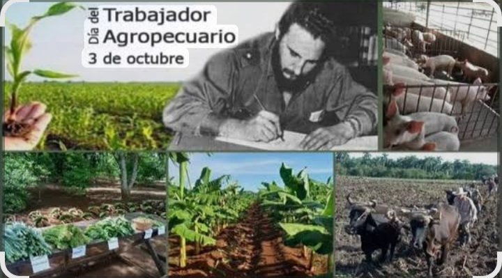 DtraBueno's tweet photo. El 3 de octubre se celebra en Cuba el Día del Trabajador Agropecuario y Forestal. La efeméride fue instituida en 1977 por el II Congreso del Sindicato Agropecuario, pero conmemora un hecho ocurrido el 3 de octubre de 1963: la promulgación de la Segunda Ley de Reforma Agraria. https://t.co/xgfPDW4JDI