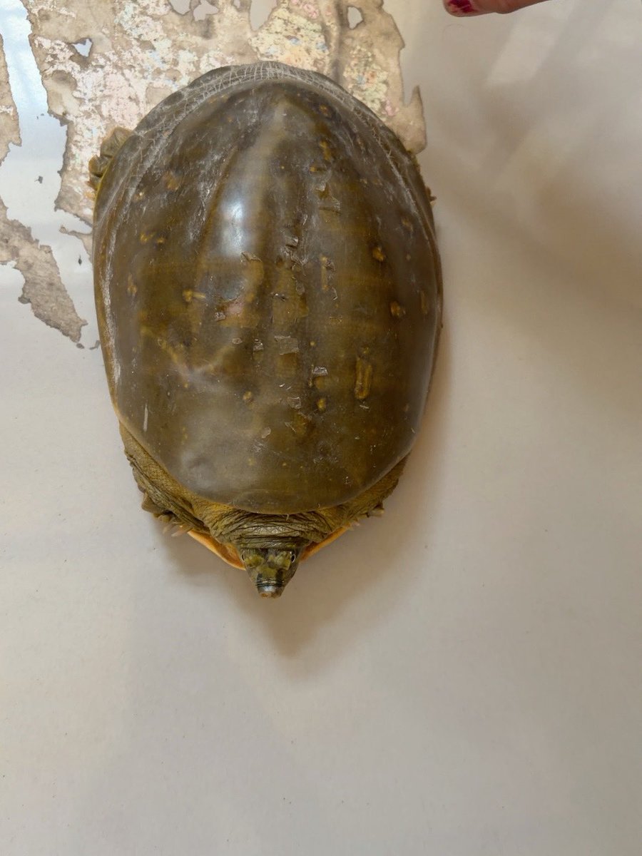 PsBasky's tweet photo. @UpforestUp @UPGovt @moefcc 
I found  freshwater turtle in a canal while travelling on the highway. I rescued it &amp; have brought it safely to #Narora, Bulandshahr.Its currently safe with me. Plz guide me on the app rescue/release location or connect me with the local wildlife team https://t.co/d6P1yuUXkT