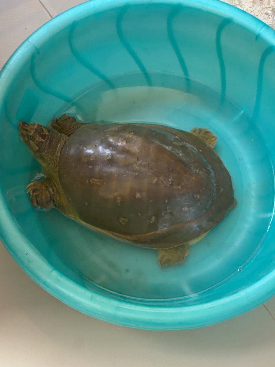 PsBasky's tweet photo. @UpforestUp @UPGovt @moefcc 
I found  freshwater turtle in a canal while travelling on the highway. I rescued it &amp; have brought it safely to #Narora, Bulandshahr.Its currently safe with me. Plz guide me on the app rescue/release location or connect me with the local wildlife team https://t.co/d6P1yuUXkT
