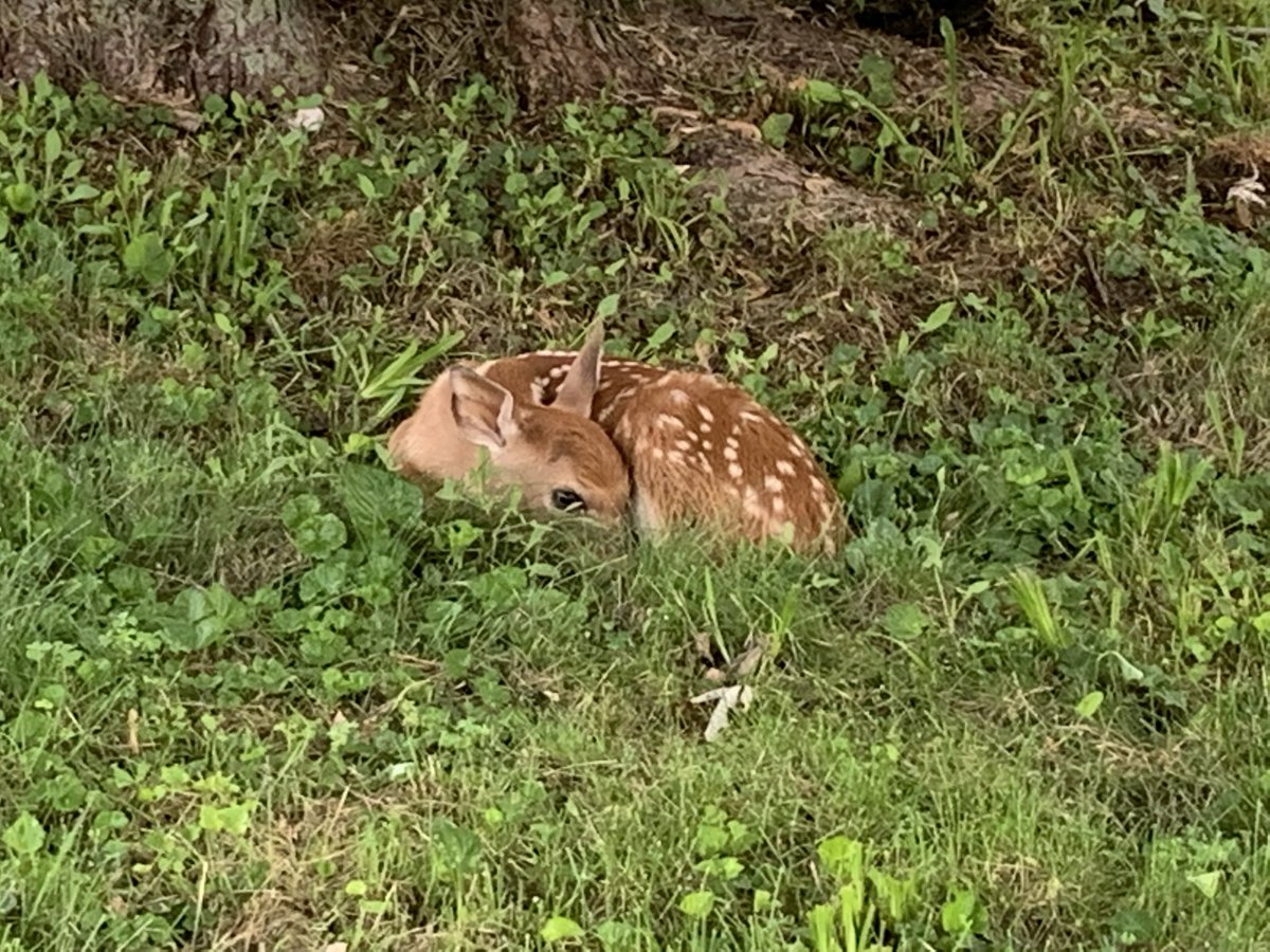 PShanholtz7690's tweet photo. @MediaClickshot Hello Dominic. Just a few babies in my backyard. I’m from West Virginia in the USA. https://t.co/iBumzcRoHm