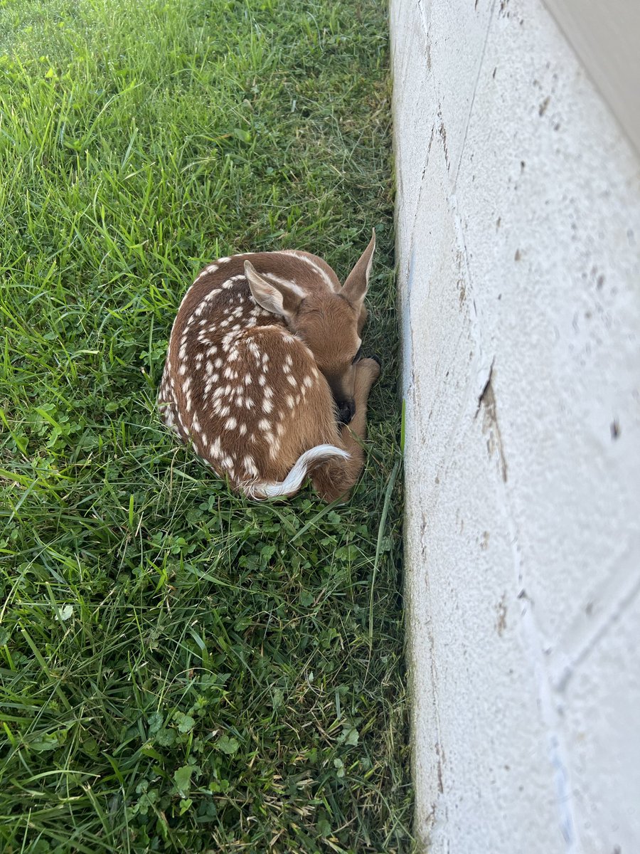 PShanholtz7690's tweet photo. @MediaClickshot Hello Dominic. Just a few babies in my backyard. I’m from West Virginia in the USA. https://t.co/iBumzcRoHm