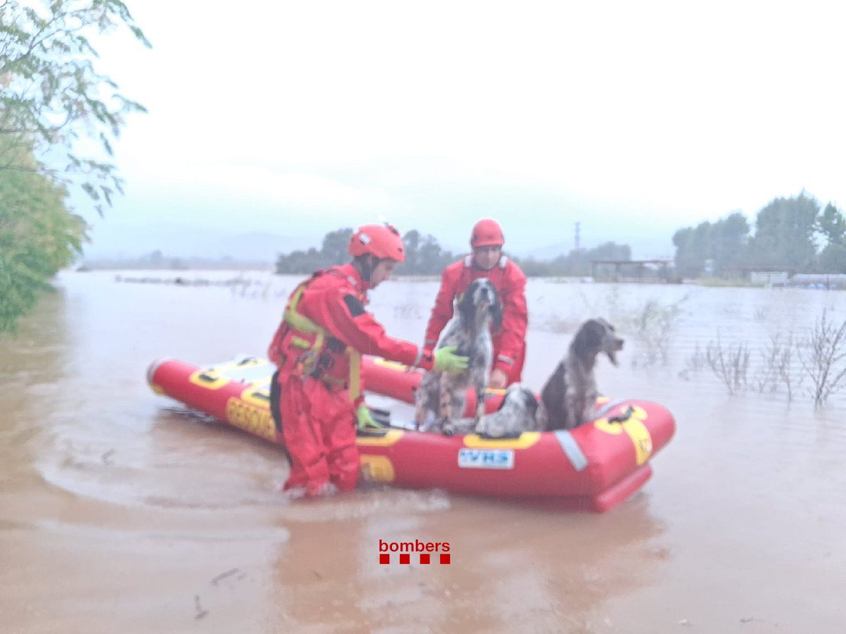 Dama_DeLobos's tweet photo. Y como siempre los temporales dejan al descubierto la verdadera miseria humana,
ha ocurrido ayer  en unos cercados inundados situados junto a la depuradora de Ulldecona, en la comarca del #Montsià (provincia de Tarragona, Cataluña gracias a la increíble y rápida intervención 
Los perros fueron salvados por los Bombers de la Generalitat de Catalunya (el cuerpo oficial de bomberos de la comunidad autónoma).
En concreto, en el rescate intervino una unidad especializada en rescates acuáticos llamada GRAEsub (Grupo de Actuaciones Especiales Subacuáticas), cuyos miembros utilizaron embarcaciones neumáticas y trajes de neopreno para poder acceder a los corrales que se habían inundado por completo.
y ahora con toda esta información imagínate 6 perros atados en una inundación así.......ahora están en zonas habilitadas y a salvo.
he de decir que en paralelo hicieron otro rescate donde dos personas quedaron totalmente aisladas porque no dejaron a sus dos perros atrás ......ya ha sido todo evacuados .