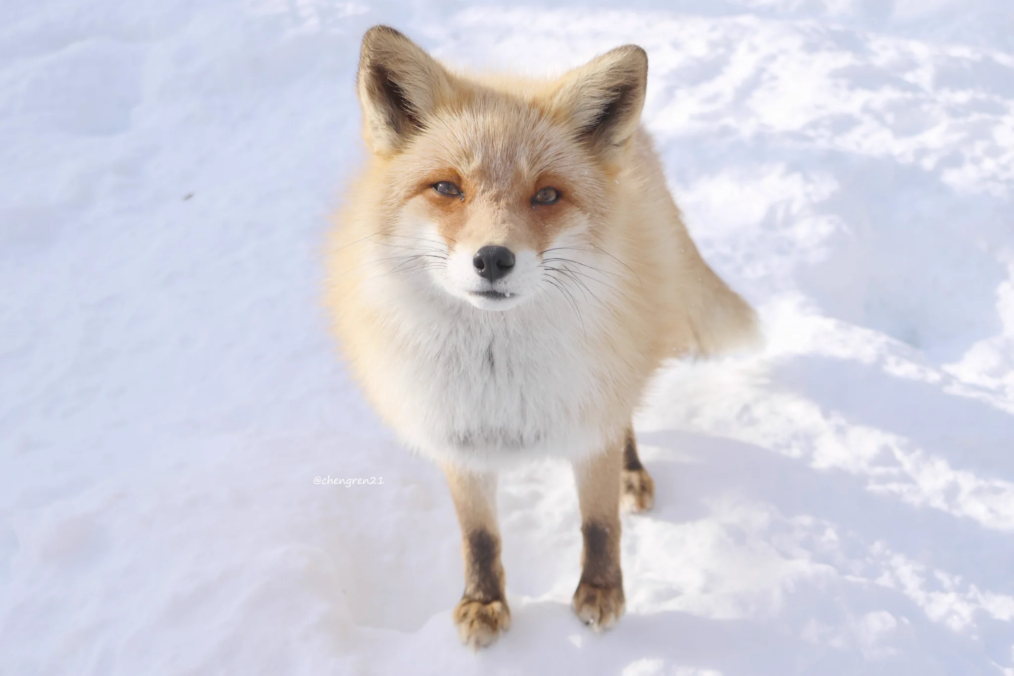 Cheng-Ren🦊🐺11/8狐オンリー青01 (@chengren21) / X