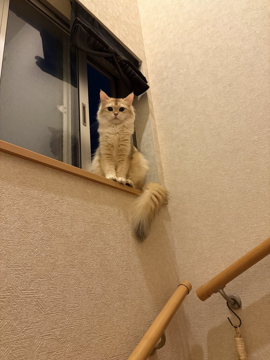 abcmiii11's tweet photo. 今日は初の病院で注射と爪切りしました☺️体重は3キロになった🎵
鳴かずに注射よく頑張りました💉

#猫のいる暮らし
#ブリティッシュ
#初の病院 https://t.co/olj9FKc6Rv