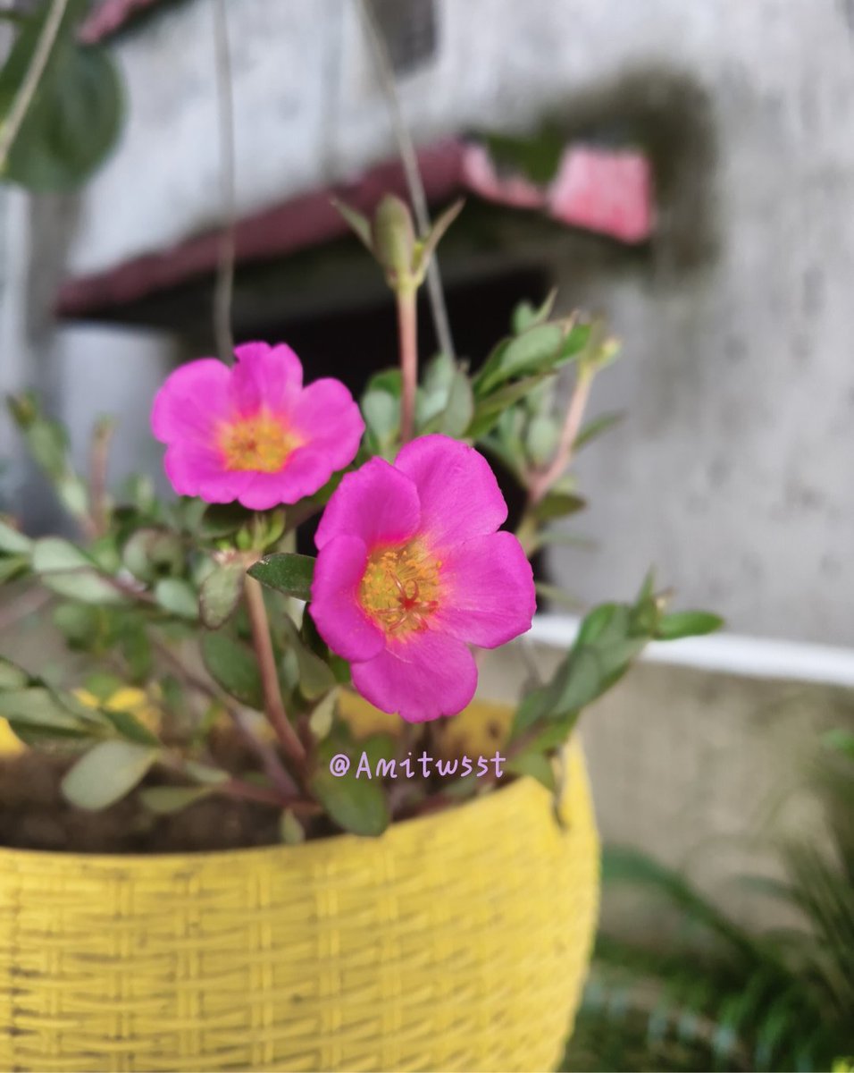 Amitw55t's tweet photo. कुछ फूलों की तरह खिलना सीखो,
खामोशी में भी महकना सीखो। 🌸

#Mygarden #Flowerlover https://t.co/qdVc7bGrXG
