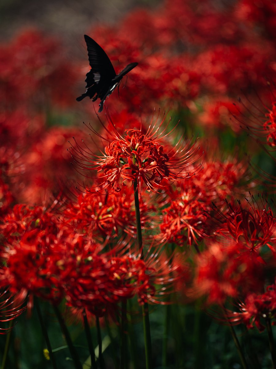 da_emi_'s tweet photo. 紅と黒揚羽 https://t.co/12RdrMM5Jr