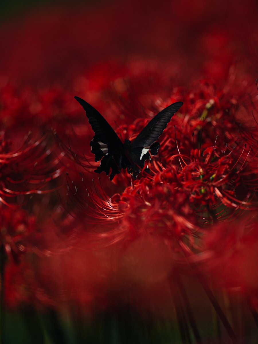 da_emi_'s tweet photo. 紅と黒揚羽 https://t.co/12RdrMM5Jr