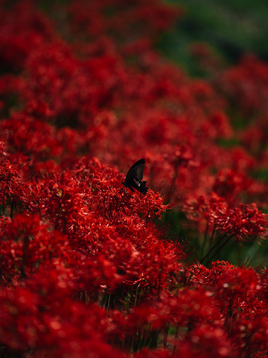da_emi_'s tweet photo. 紅と黒揚羽 https://t.co/12RdrMM5Jr