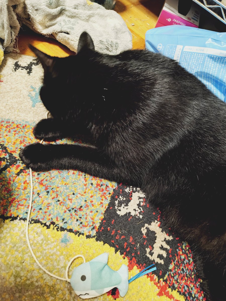 erieriri_28's tweet photo. 🐈‍⬛サメ取れたにゃ✨️

#黒猫　#猫のいる幸せ
#猫好きさんと繋がりたい https://t.co/iop4vKxHmh