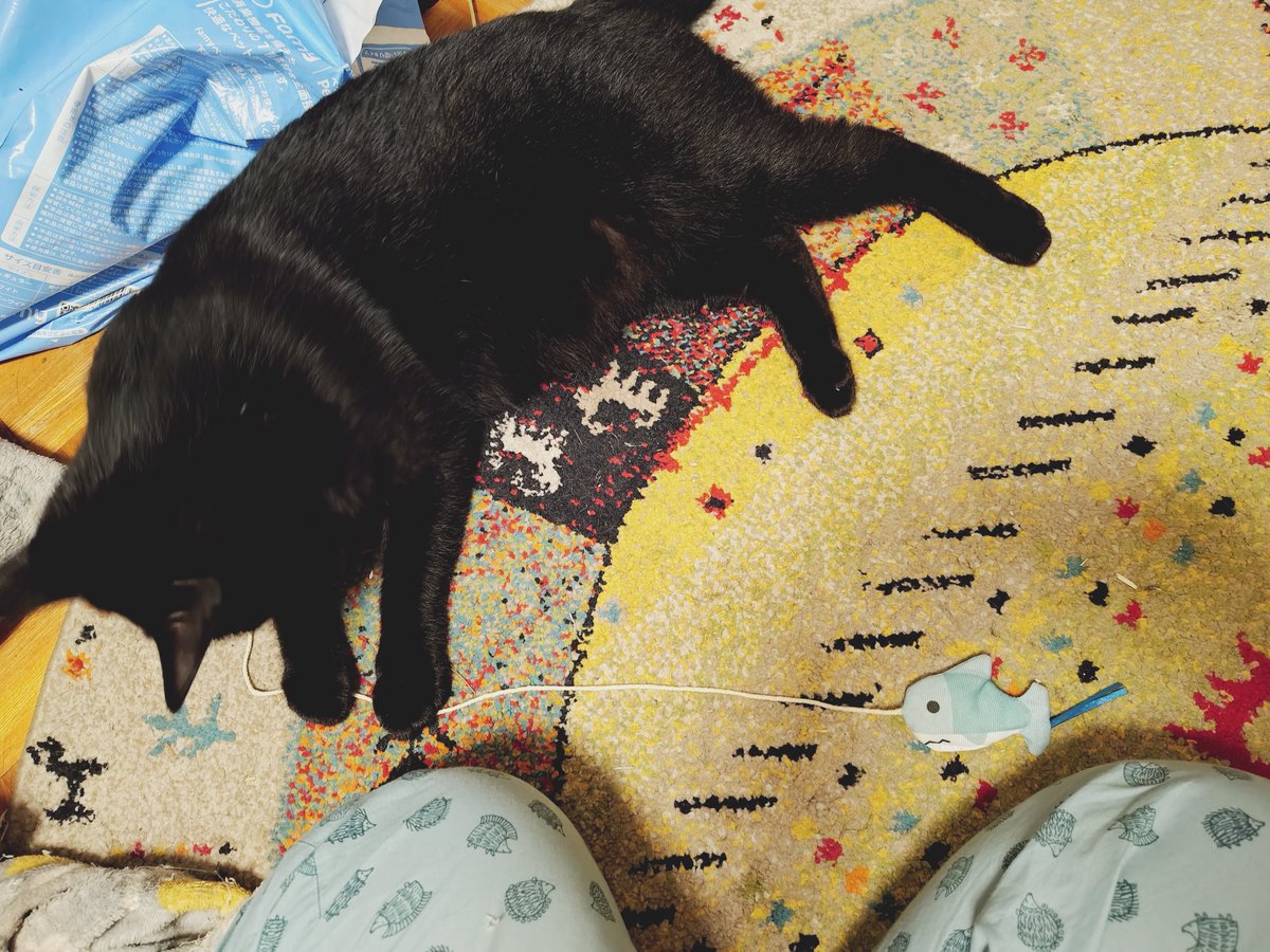 erieriri_28's tweet photo. 🐈‍⬛サメ取れたにゃ✨️

#黒猫　#猫のいる幸せ
#猫好きさんと繋がりたい https://t.co/iop4vKxHmh