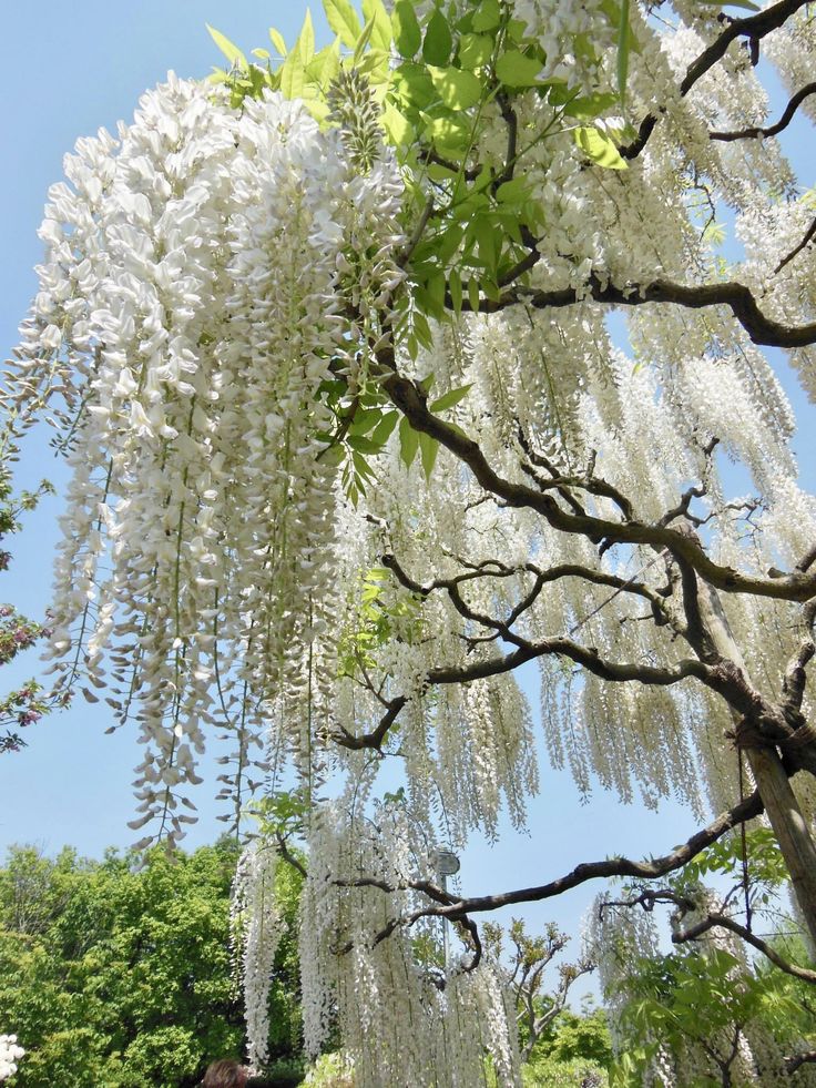 naturehealyou's tweet photo. Wisteria tree https://t.co/Q9zqZGB4gx