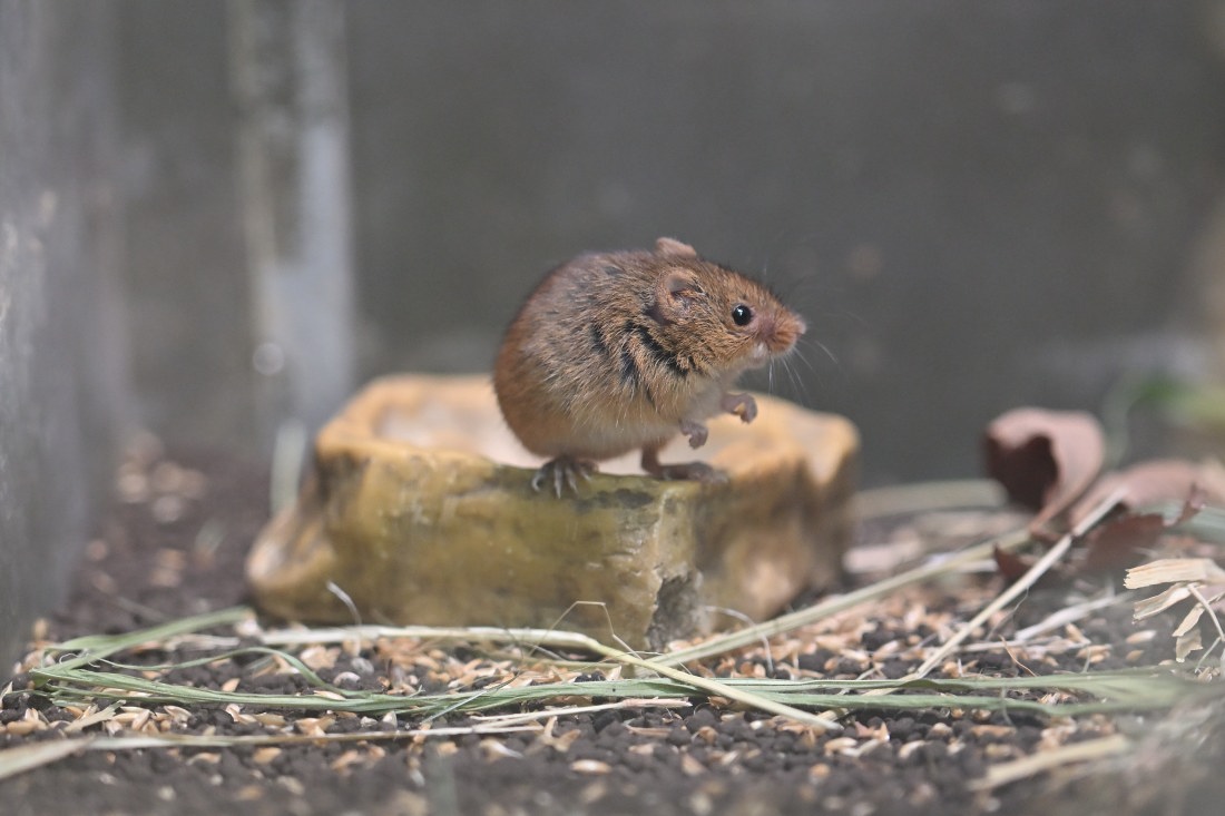 mamekoro51's tweet photo. 今日のカヤちゃん
#カヤネズミ 　#井の頭自然文化園 https://t.co/9q5IHDbO7r
