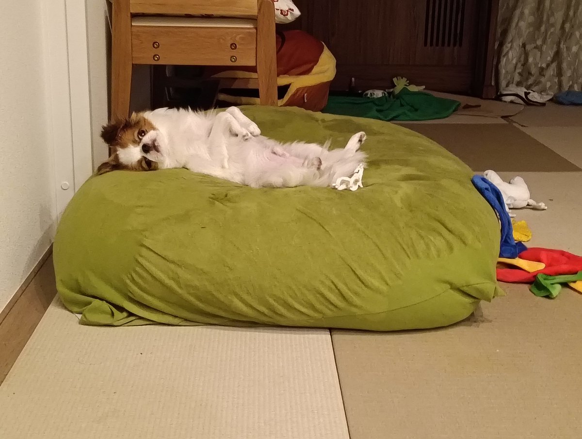 43_kinu's tweet photo. どうする家康を見ているときにふと目をやったらうちの竹千代はごろごろしていた https://t.co/uKyaDC2HD9