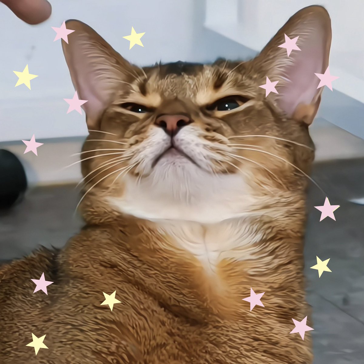ppnnxtn's tweet photo. ลีออนน่ารัก วิ้งค์ด้วย 🐱🤲🏻💗 #Leon https://t.co/Dz0FSmKjbP