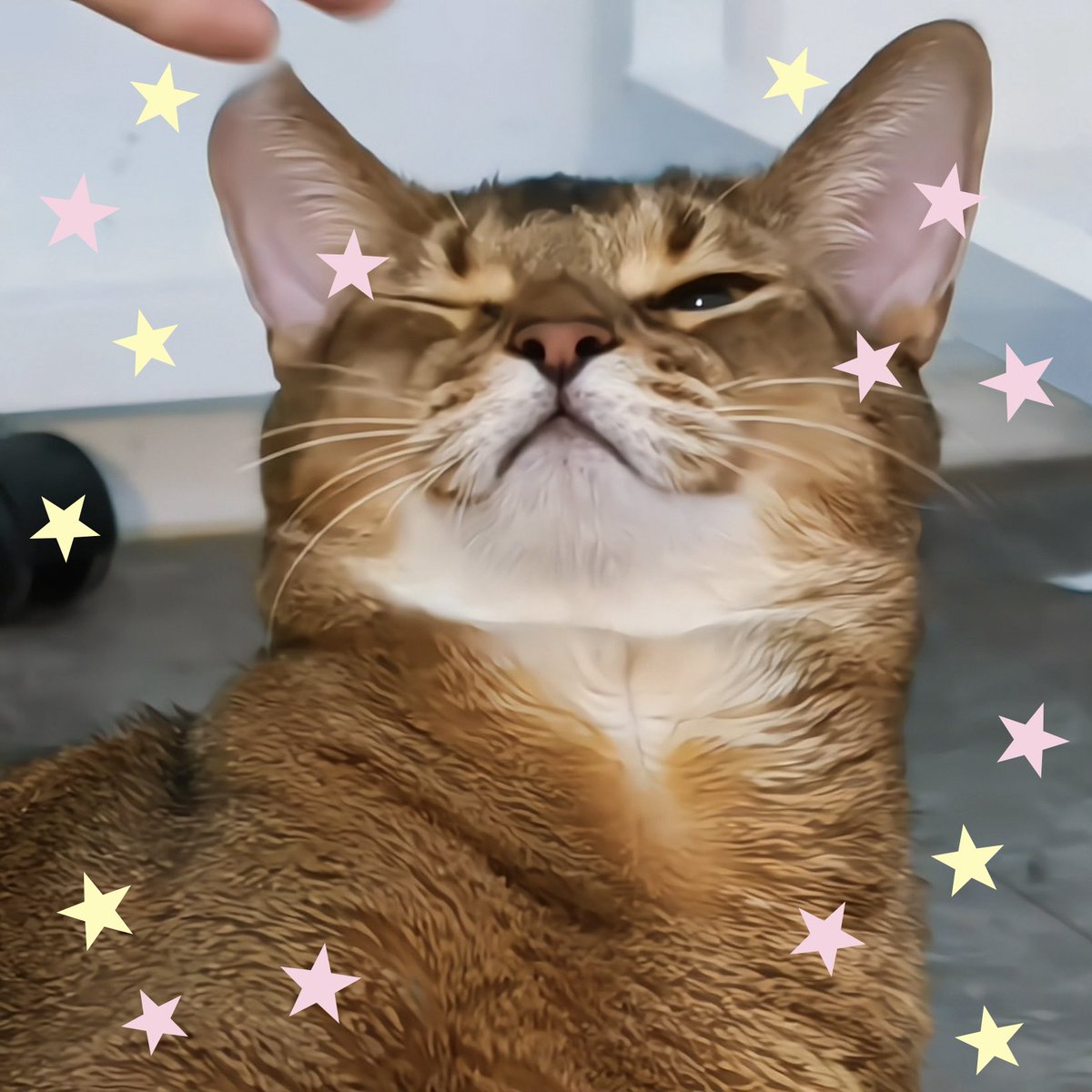 ppnnxtn's tweet photo. ลีออนน่ารัก วิ้งค์ด้วย 🐱🤲🏻💗 #Leon https://t.co/Dz0FSmKjbP