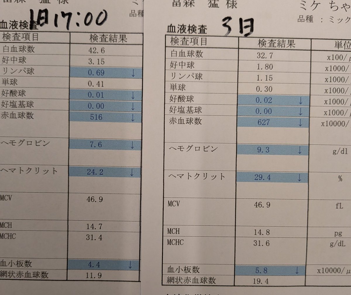 ojm52811's tweet photo. 院長先生の慎重かつ丁寧な措置で一針縫うだけの最小限のダメージで骨髄穿刺をしていただきました。輸血の協力をしてくれたキタちゃんとの血液の相性が良かったみたいで輸血直後より貧血の数値が大幅改善されていました😊検査の結果は1週間後です。ミケちゃん本当にお疲れ様でした👏
ミケちゃん「昨日の夜から食べてないからお腹すいちゃった〜。ごはんいただきま〜す😋」