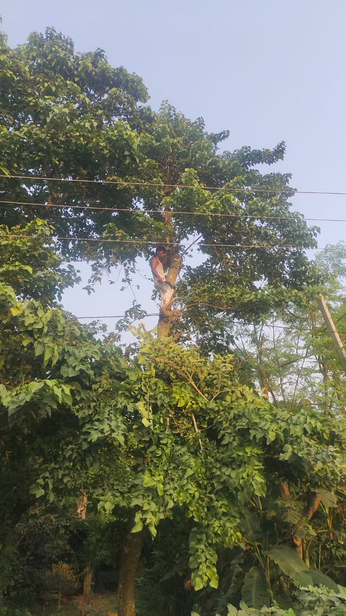 ESD_NAUGACHIYA's tweet photo. Tree Trimming in marwa feeder in bihpur section under esd naugachiya https://t.co/6X4aN39umm