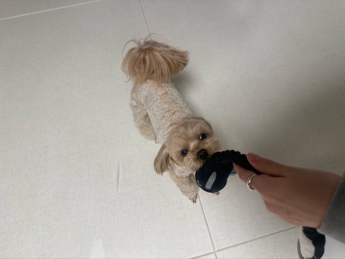 llllbbbkkk's tweet photo. 잠깐 언니집 왔는데 하.. 강아지야♥ https://t.co/FHN0ZLgSpT