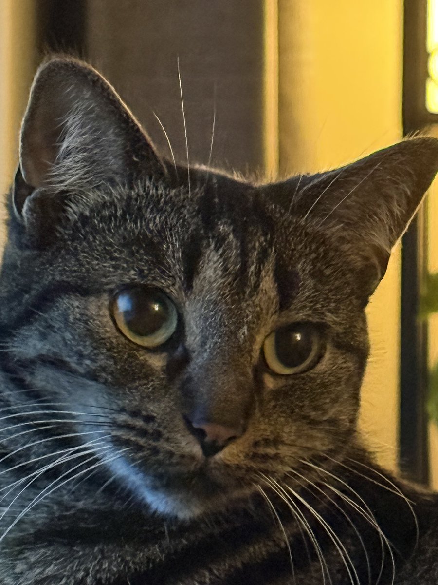 buitengebieden's tweet photo. Tomorrow is World Animal Day.. 😊
(but honestly, every day is animal day).

Share a photo of your pet(s) in the comments, with the name and a funny little story if you have one. Then we can all enjoy them tomorrow.

Thank you for sharing them with me and give them an extra hug and a treat from me. They’ve earned it.

And our Zoe agrees. She just stared at me like the treat was already late.. 😊
