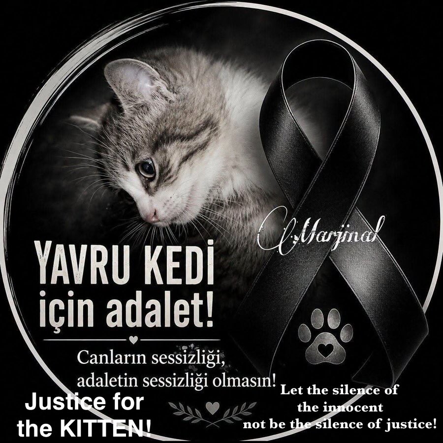 TomBeKindToAll's tweet photo. #AnimalCruelty
#StopKillingStrays
#JusticeForTheKitten
#Türkiye #yavrukedi #elkadar
#KediCinayeti #kedi
#KaplumbağayaKediyeAdalet
#Yavrukediiçinadalet
#CaniTutuklansın
#Vicdaniçinadalet
#Turkey #トルコ
@TC_TokyoBE https://t.co/q7jOaLLxoK