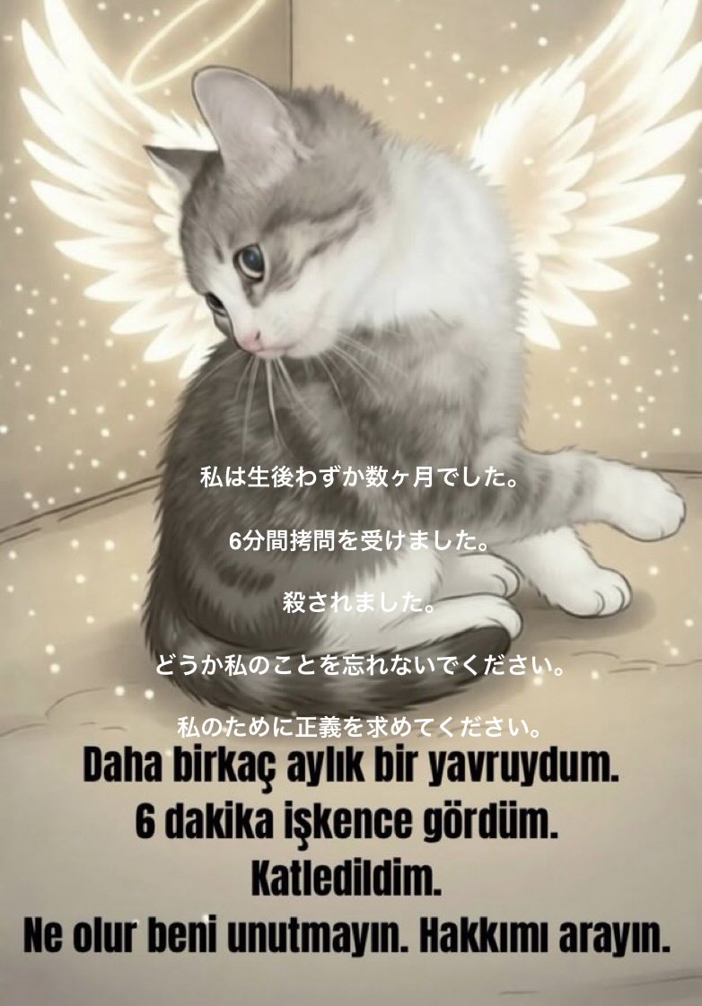 TomBeKindToAll's tweet photo. #AnimalCruelty
#StopKillingStrays
#JusticeForTheKitten
#Türkiye #yavrukedi #elkadar
#KediCinayeti #kedi
#KaplumbağayaKediyeAdalet
#Yavrukediiçinadalet
#CaniTutuklansın
#Vicdaniçinadalet
#Turkey #トルコ
@TC_TokyoBE https://t.co/q7jOaLLxoK