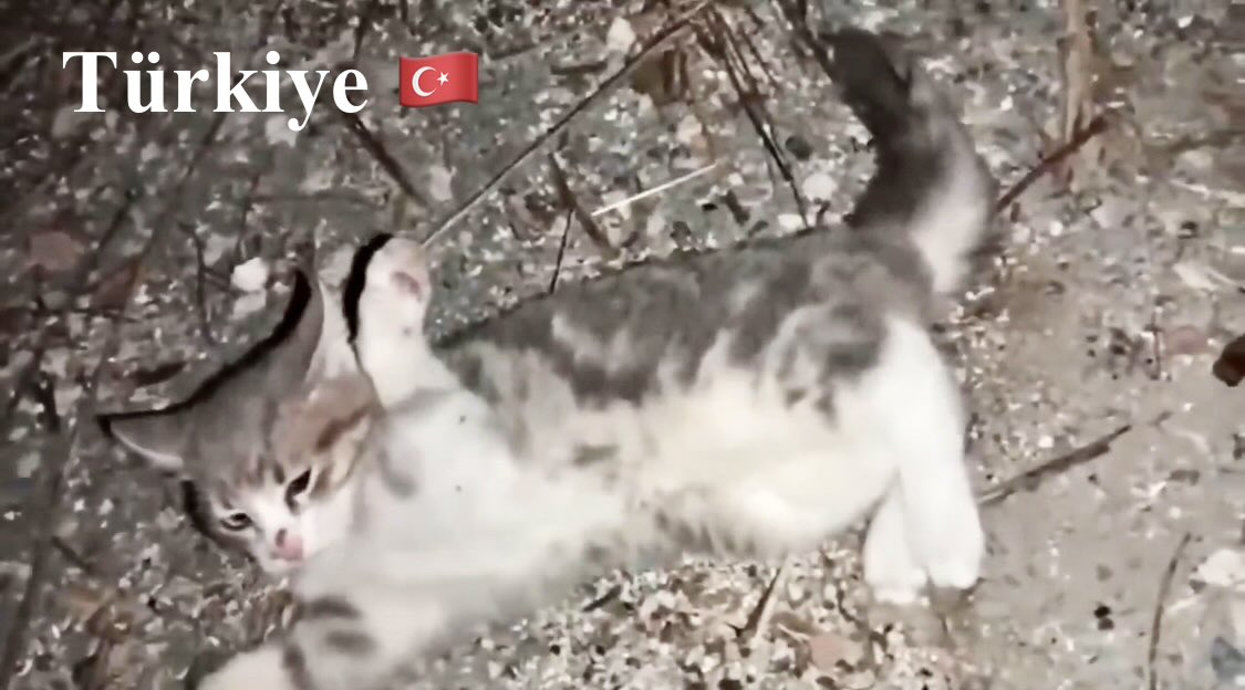 TomBeKindToAll's tweet photo. #AnimalCruelty
#StopKillingStrays
#JusticeForTheKitten
#Türkiye #yavrukedi #elkadar
#KediCinayeti #kedi
#KaplumbağayaKediyeAdalet
#Yavrukediiçinadalet
#CaniTutuklansın
#Vicdaniçinadalet
#Turkey #トルコ
@TC_TokyoBE https://t.co/q7jOaLLxoK