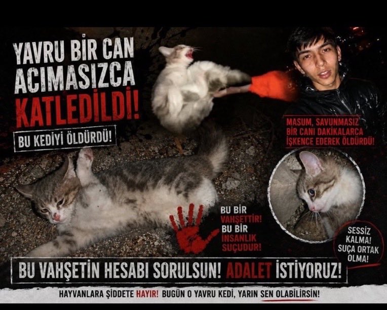 TomBeKindToAll's tweet photo. #AnimalCruelty
#StopKillingStrays
#JusticeForTheKitten
#Türkiye #yavrukedi #elkadar
#KediCinayeti #kedi
#KaplumbağayaKediyeAdalet
#Yavrukediiçinadalet
#CaniTutuklansın
#Vicdaniçinadalet
#Turkey #トルコ
@TC_TokyoBE https://t.co/q7jOaLLxoK
