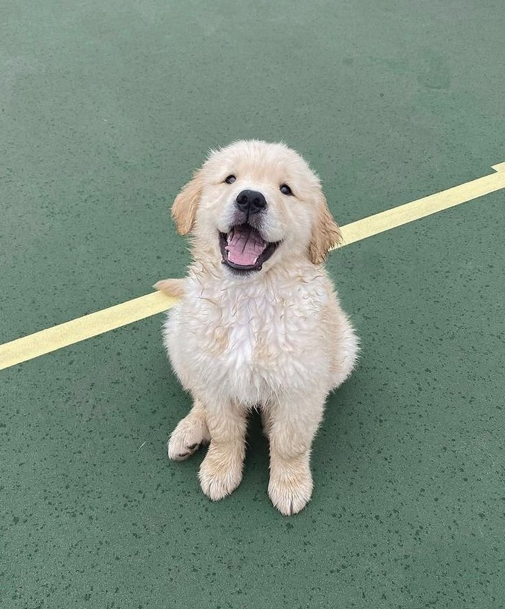 puppiesDoglover's tweet photo. Love it' https://t.co/RP4NmLJFB0