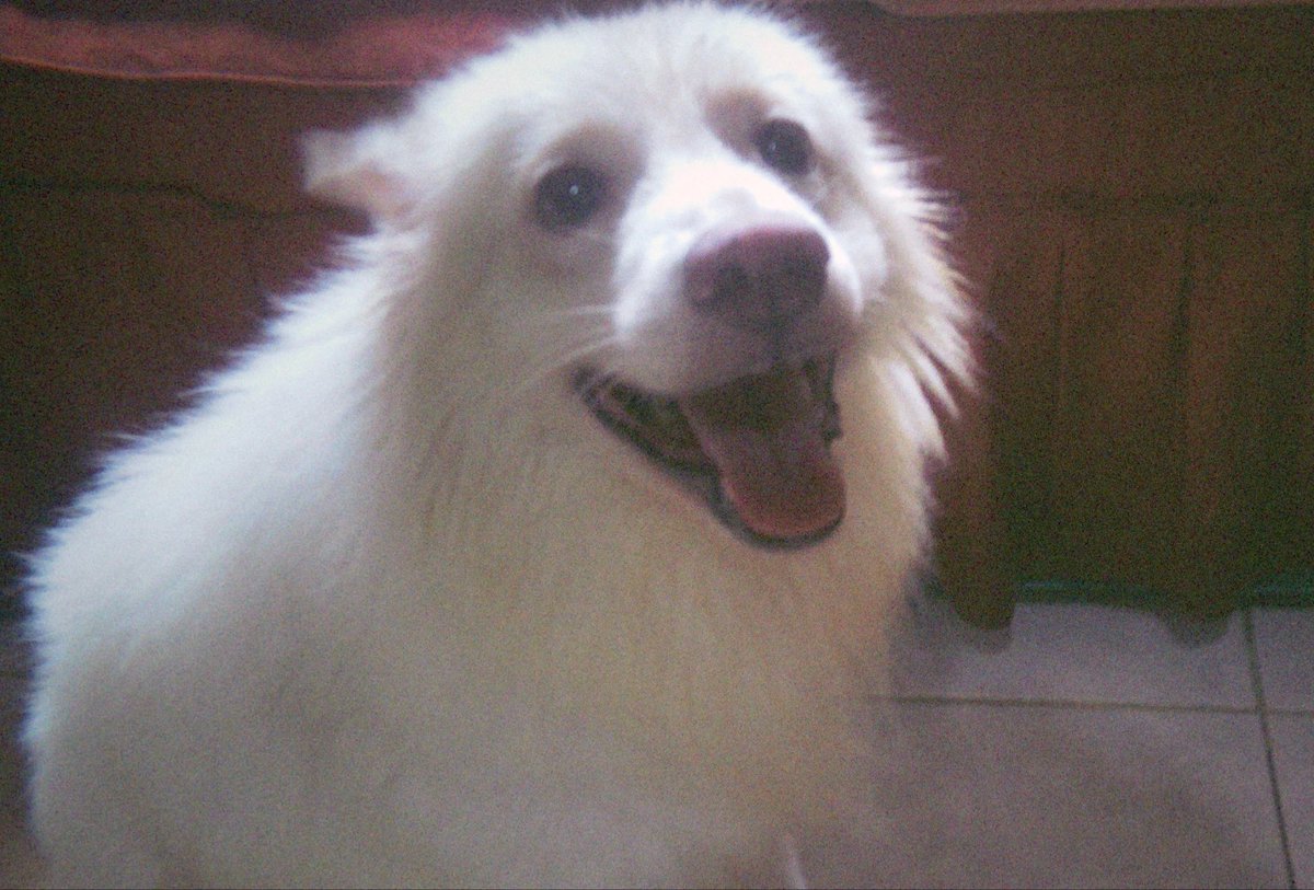 zkdlscoups's tweet photo. d-1 until #PlayWithYoon 🐾
meet my panganay, eros 🤍 quick story time!
we had 3 family dogs back then pero sabi ko i want one na akin talaga. so in 2018, my mom and i drove from makati to calasiao, pangasinan balikan dedma sa pagod from work basta makuha ko na sya 😭 the fam who posted him for adoption originally named him jiboy, tapos nag-ccry yung baby boy nilang anak nung inabot na sakin bcs na-attach na siguro yung kid.
still jolly, still healthy and amongst my three anaks— sya ang sweetest. feeling nya lang talaga lapdog sya minsan, e mabigat ka ngani anak hahahaha
donation form: https://t.co/ybIljFekDi
donation tracker: https://t.co/hzeSgvFmmD
eros says thank you fur ates and kuyas!