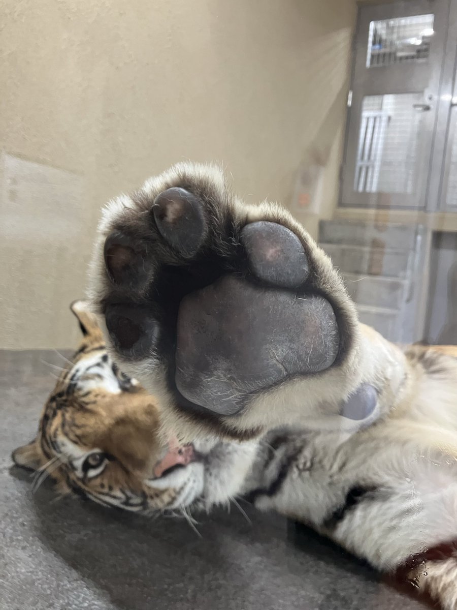 chausuyamazoo's tweet photo. ぼくのおてて見てぇ〜な新くん

#アムールトラ
#新
#自分から寄ってきておててを見せてくれました🥰
#おててツルツルふわふわだね❤️
#茶臼山動物園 https://t.co/dIxL6hgGni