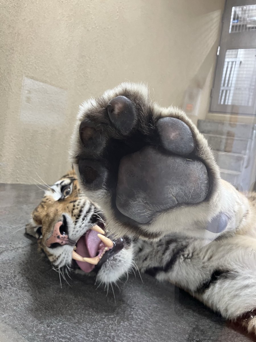 chausuyamazoo's tweet photo. ぼくのおてて見てぇ〜な新くん

#アムールトラ
#新
#自分から寄ってきておててを見せてくれました🥰
#おててツルツルふわふわだね❤️
#茶臼山動物園 https://t.co/dIxL6hgGni