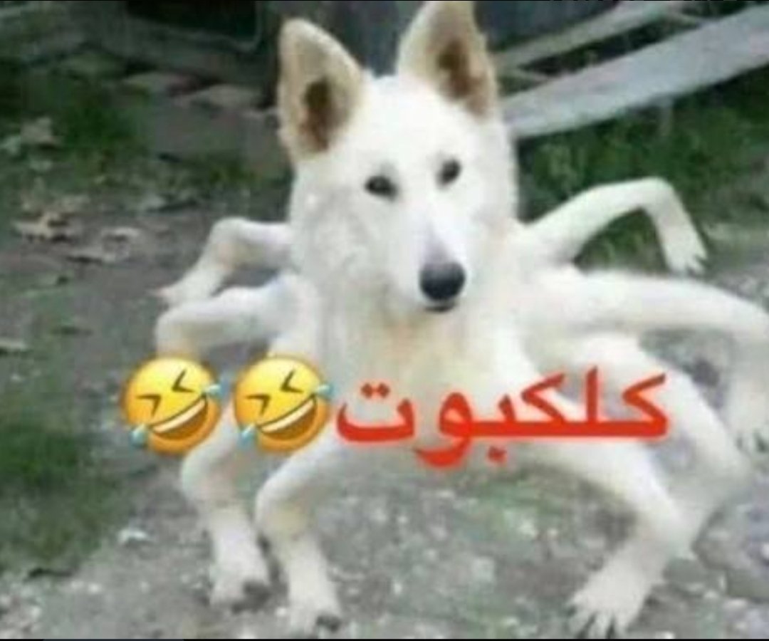 Darkteach121's tweet photo. @Z3Z3_11 لقينا جده https://t.co/OjEXypGrJH