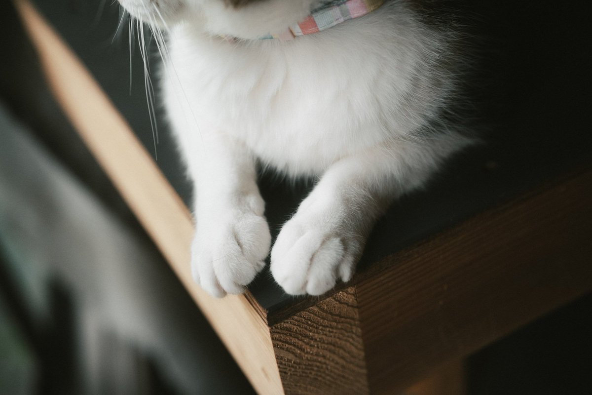 Yuki910828's tweet photo. 珈琲と猫 暮らしの写真 https://t.co/ndqaumRSw2