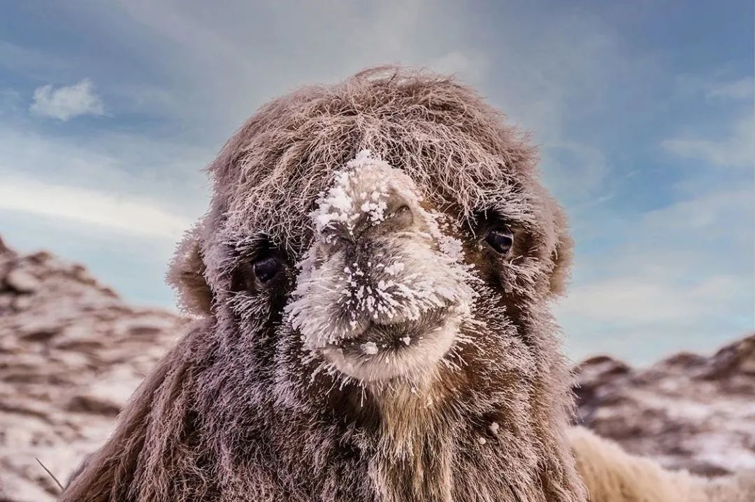 zyxdrk237's tweet photo. Look, a curious camel with a slight nervous vibe that’s tossing its woolly coat in the warm breeze! https://t.co/anikpyzDaE