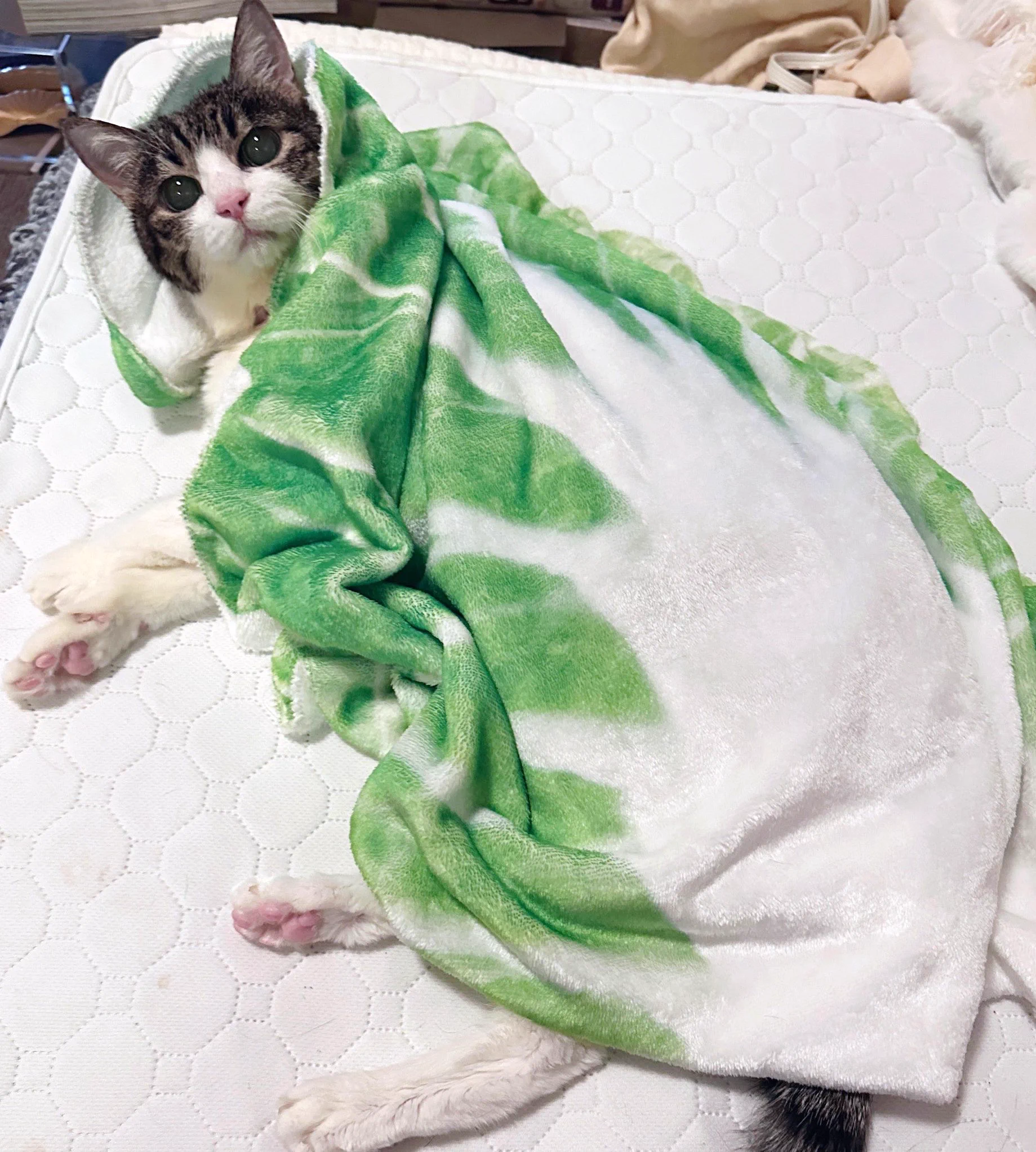 猫の半力さんと全欲ちゃんと事務員ぽーさん on X: 