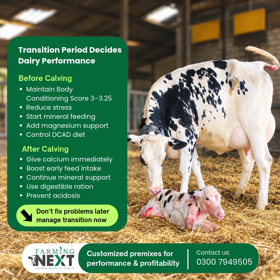 farmingnext555's tweet photo. 𝗧𝗵𝗲 𝘁𝗿𝗮𝗻𝘀𝗶𝘁𝗶𝗼𝗻 𝗽𝗲𝗿𝗶𝗼𝗱 𝘀𝗵𝗮𝗽𝗲𝘀 𝘁𝗵𝗲 𝗻𝗲𝘅𝘁 𝗹𝗮𝗰𝘁𝗮𝘁𝗶𝗼𝗻. 
𝗖𝗼𝗻𝘁𝗮𝗰𝘁 𝘂𝘀 𝘁𝗼𝗱𝗮𝘆 𝗳𝗼𝗿 𝗯𝗲𝘁𝘁𝗲𝗿 𝘁𝗿𝗮𝗻𝘀𝗶𝘁𝗶𝗼𝗻 &amp; 𝗺𝗶𝗻𝗲𝗿𝗮𝗹 𝘀𝘂𝗽𝗽𝗼𝗿𝘁: 𝟬𝟯𝟬𝟬 𝟳𝟵𝟰𝟵𝟱𝟬𝟱
#DairyFarming #Transition #DairyNutrition #CalvingManagement https://t.co/5CcyOlqh99