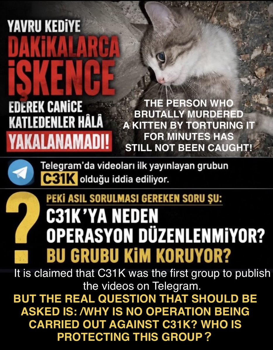 TomBeKindToAll's tweet photo. #AnimalCruelty
#StopKillingStrays
#JusticeForTheKitten
#Türkiye #yavrukedi #elkadar
#KediCinayeti #kedi
#KaplumbağayaKediyeAdalet
#Yavrukediiçinadalet
#CaniTutuklansın
#Vicdaniçinadalet
#Turkey #トルコ
@TC_TokyoBE https://t.co/NA7dWdnuCc